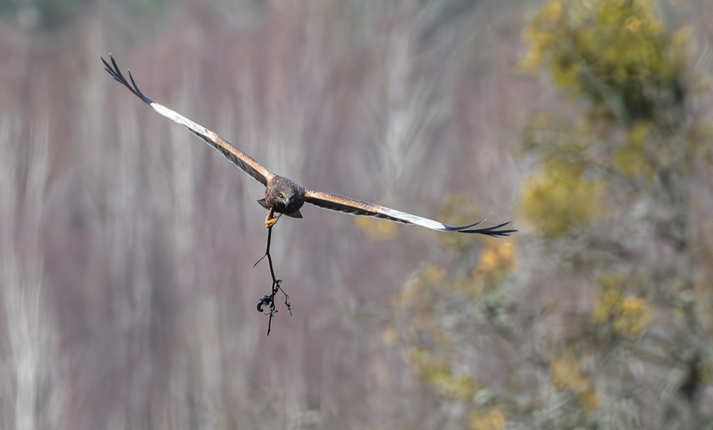 Фотографія Лунь очеретяний... (Circus aeruginosus) / Олександр Ярмошевич / photographers.ua