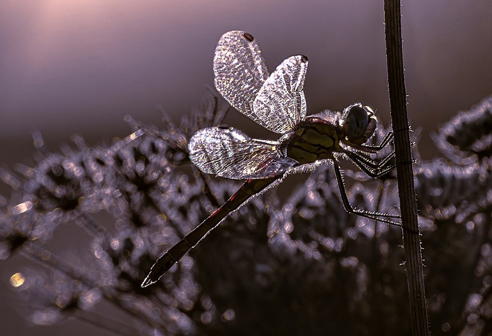 Фотографія Макро / Олександр Ярмошевич / photographers.ua