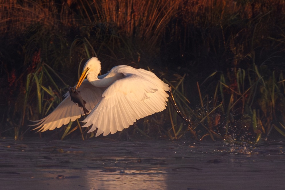 Фотографія Животные / Олександр Ярмошевич / photographers.ua
