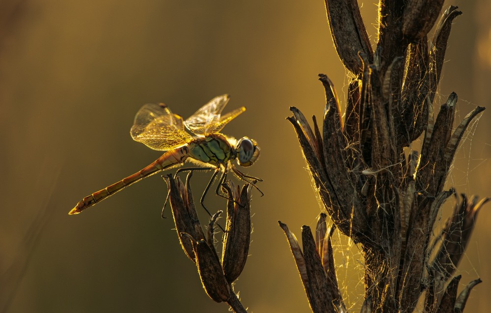 Фотографія ***** / Олександр Ярмошевич / photographers.ua