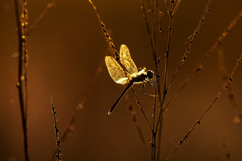 Фотографія ***** / Олександр Ярмошевич / photographers.ua