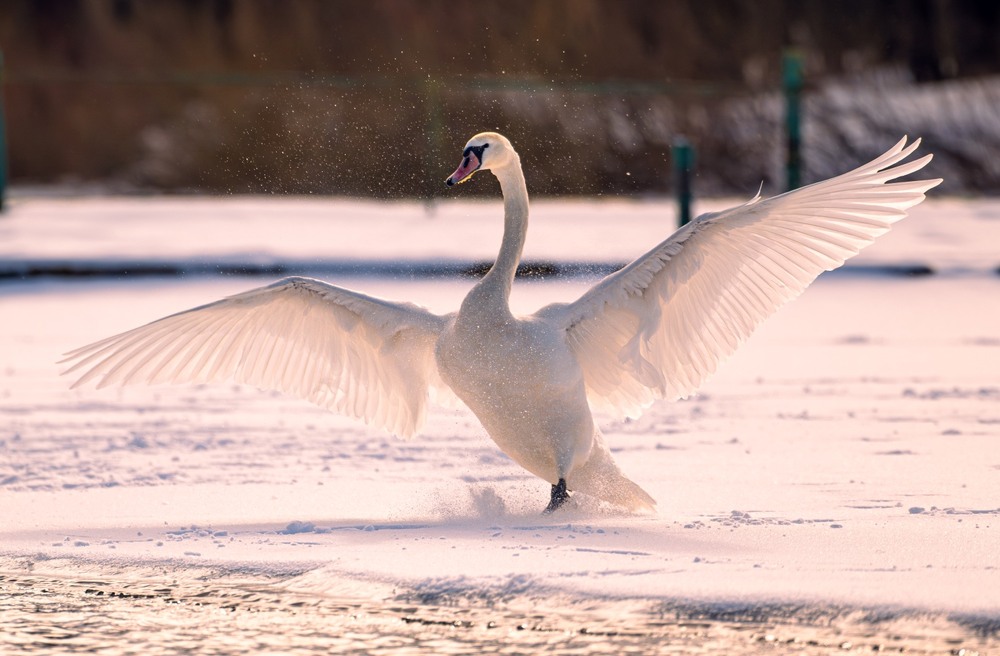 Фотографія Животные / Олександр Ярмошевич / photographers.ua