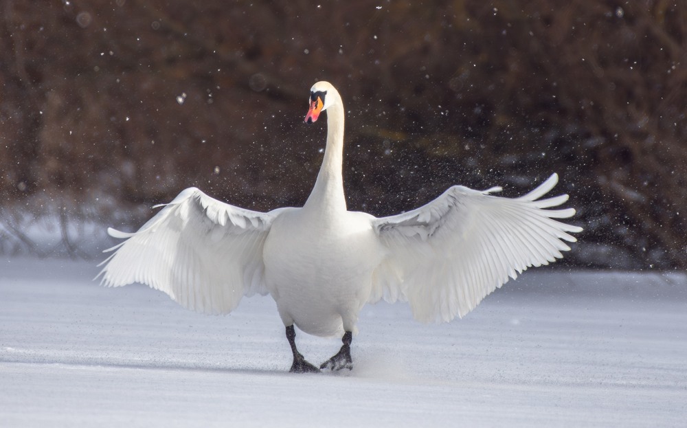 Фотографія Животные / Олександр Ярмошевич / photographers.ua