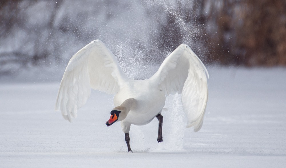 Фотографія Животные / Олександр Ярмошевич / photographers.ua