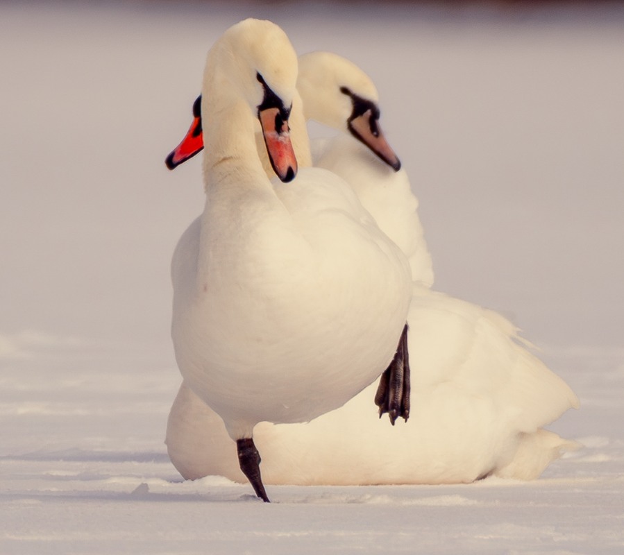 Фотографія Животные / Олександр Ярмошевич / photographers.ua