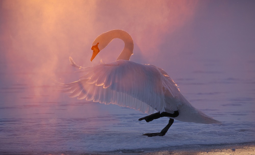 Фотографія Животные / Олександр Ярмошевич / photographers.ua