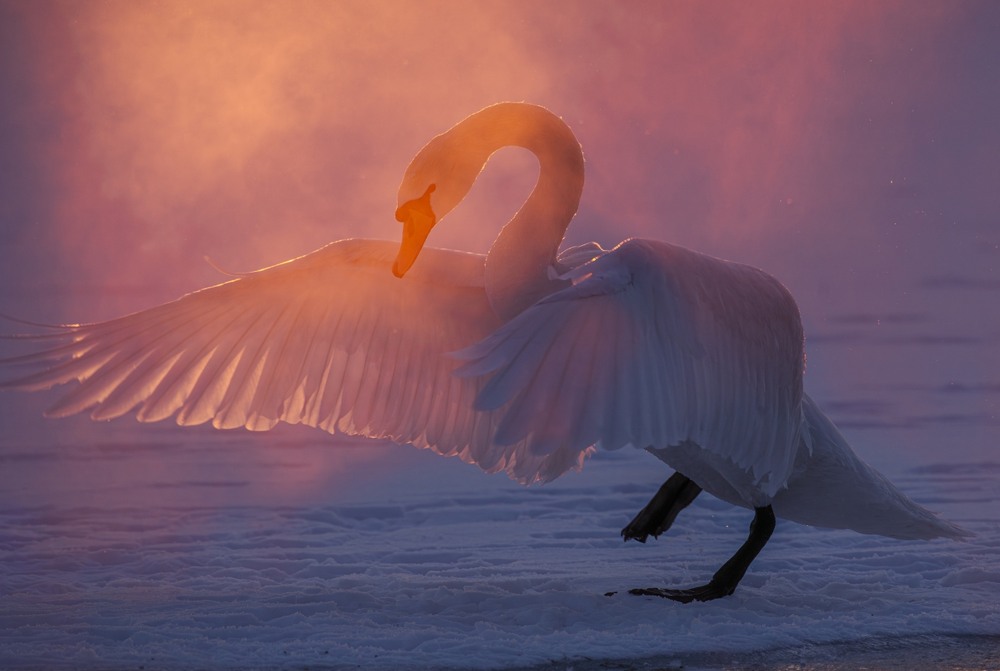 Фотографія Животные / Олександр Ярмошевич / photographers.ua