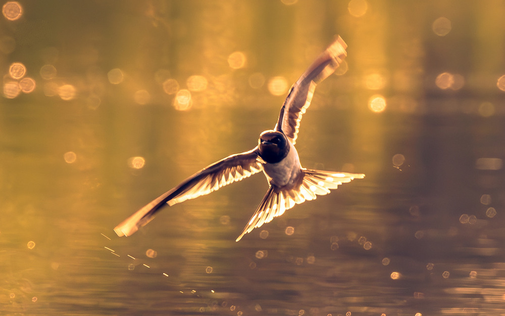 Фотографія Животные / Олександр Ярмошевич / photographers.ua