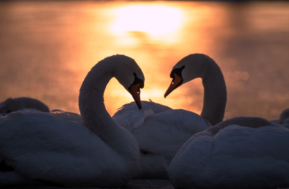 Фотографія Животные / Олександр Ярмошевич / photographers.ua