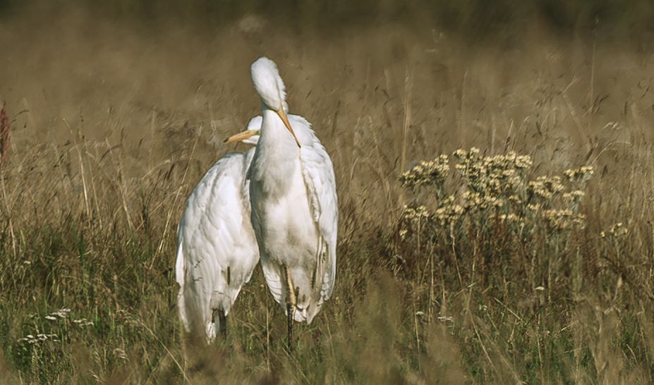 Фотографія Мабуть таке кохання ... / Олександр Ярмошевич / photographers.ua