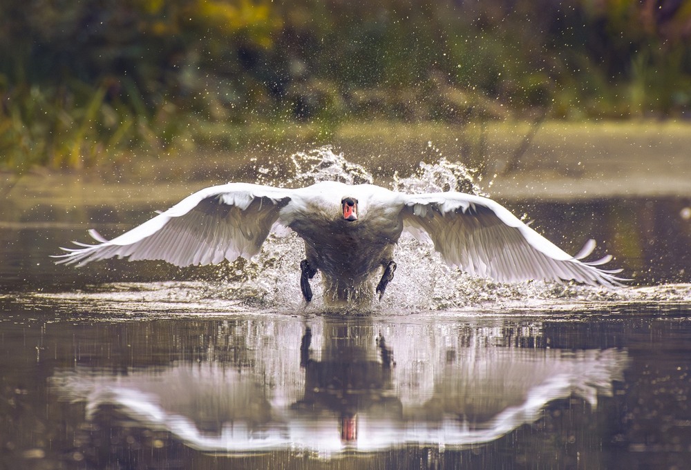 Фотографія Животные / Олександр Ярмошевич / photographers.ua
