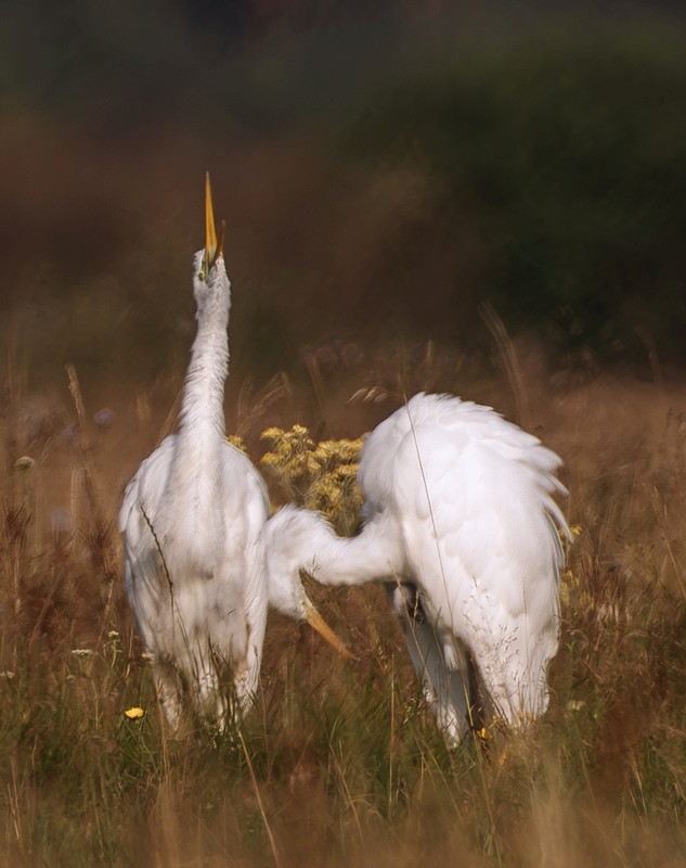 Фотографія Мабуть таке кохання #2 ... / Олександр Ярмошевич / photographers.ua