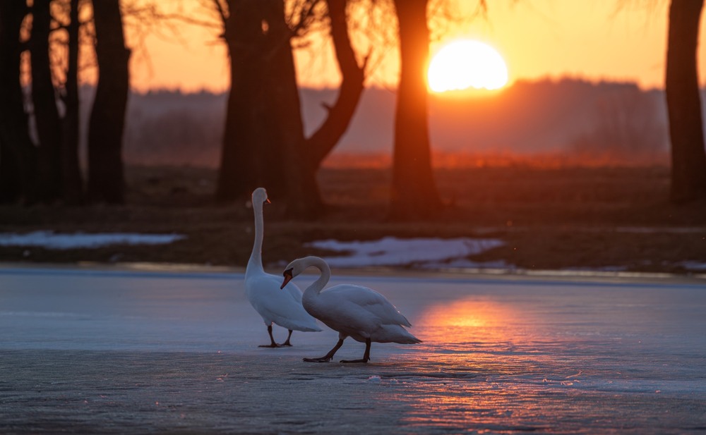 Фотографія В очікуванні весни ... / Олександр Ярмошевич / photographers.ua