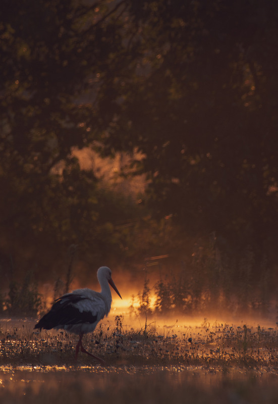 Фотографія Животные / Олександр Ярмошевич / photographers.ua