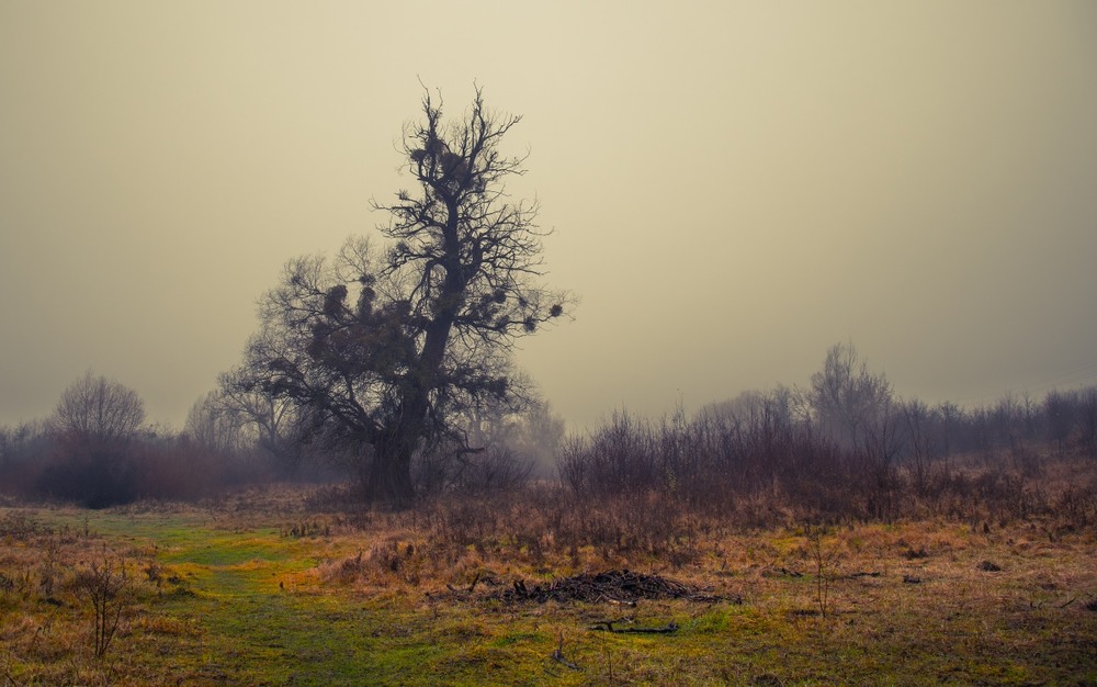 Фотографія Дерево, що памʼятає … / Олександр Ярмошевич / photographers.ua