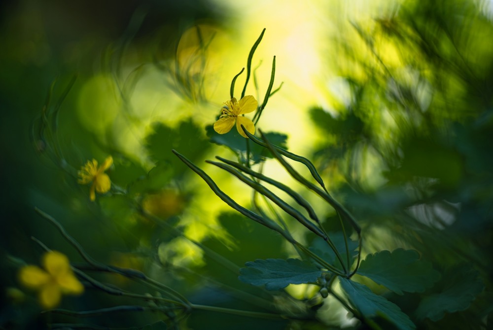 Фотографія Жовта нота … / Олександр Ярмошевич / photographers.ua