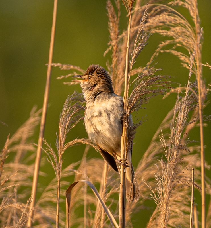 Фотографія Очеретянка велика … / Олександр Ярмошевич / photographers.ua