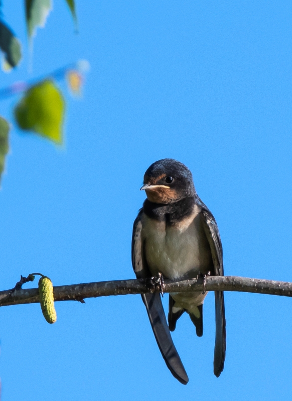 Фотографія Юна ластівка … / Олександр Ярмошевич / photographers.ua