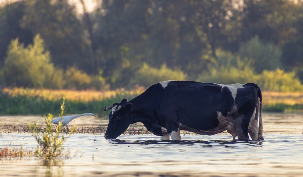 Фотографія Одна на полюванні друга на водопої … / Олександр Ярмошевич / photographers.ua