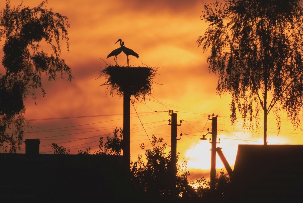 Фотографія Силуети любові … / Олександр Ярмошевич / photographers.ua