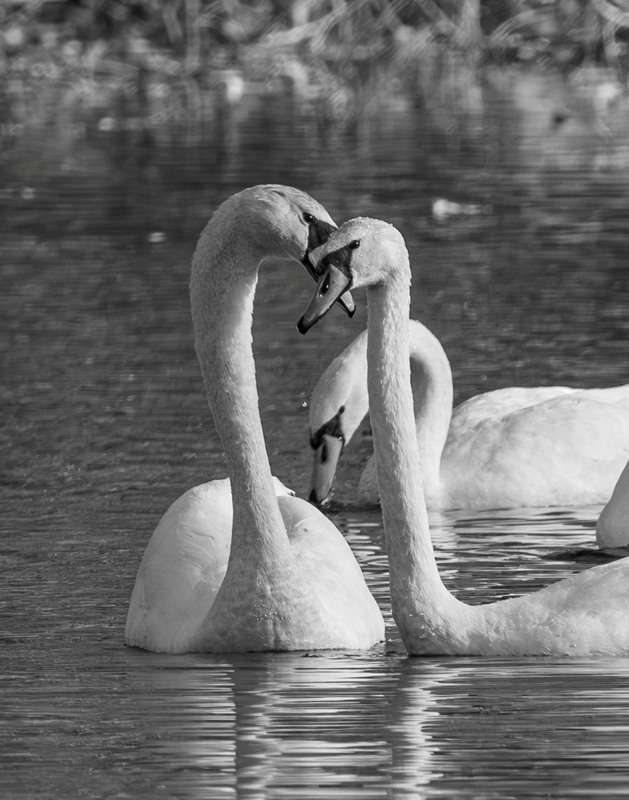 Фотографія Почуття … / Олександр Ярмошевич / photographers.ua