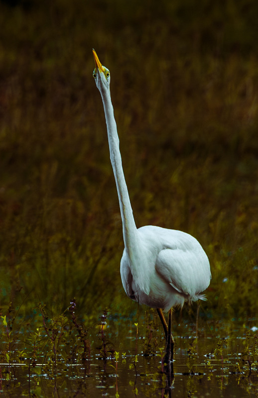 Фотографія Зосереджена на полюванні … / Олександр Ярмошевич / photographers.ua