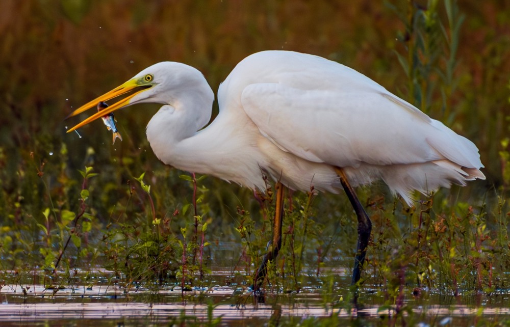 Фотографія Чепура велика ... / Олександр Ярмошевич / photographers.ua