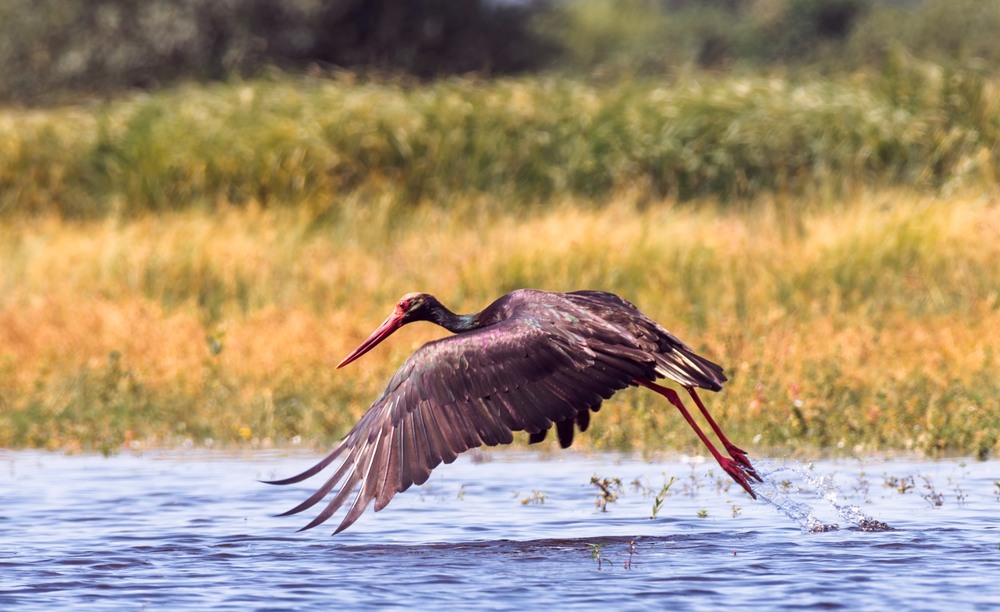Фотографія Лелека чорний … / Олександр Ярмошевич / photographers.ua
