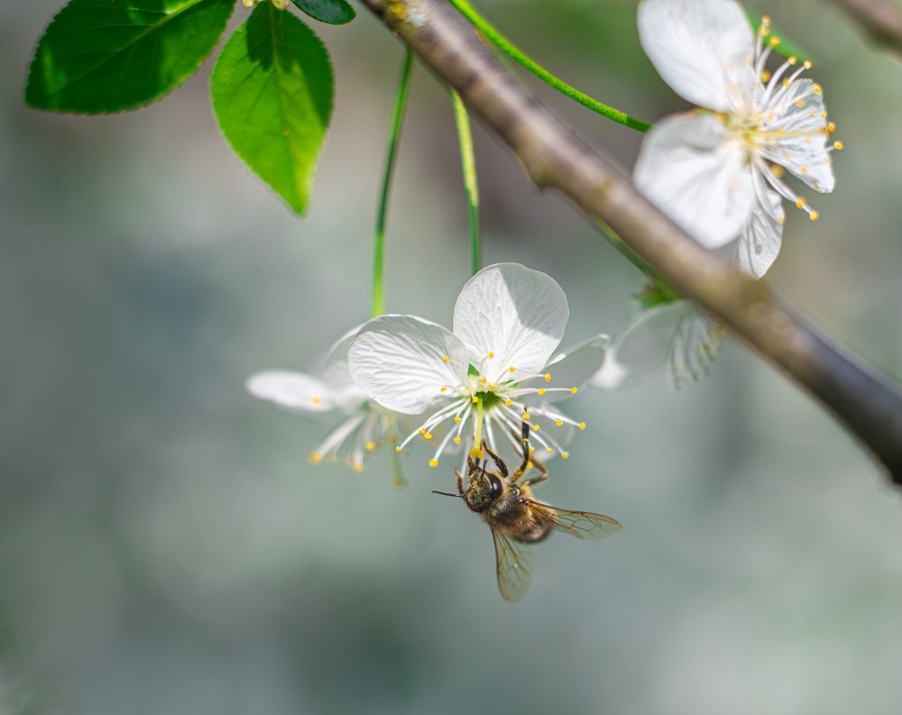 Фотографія Макро / Олександр Ярмошевич / photographers.ua