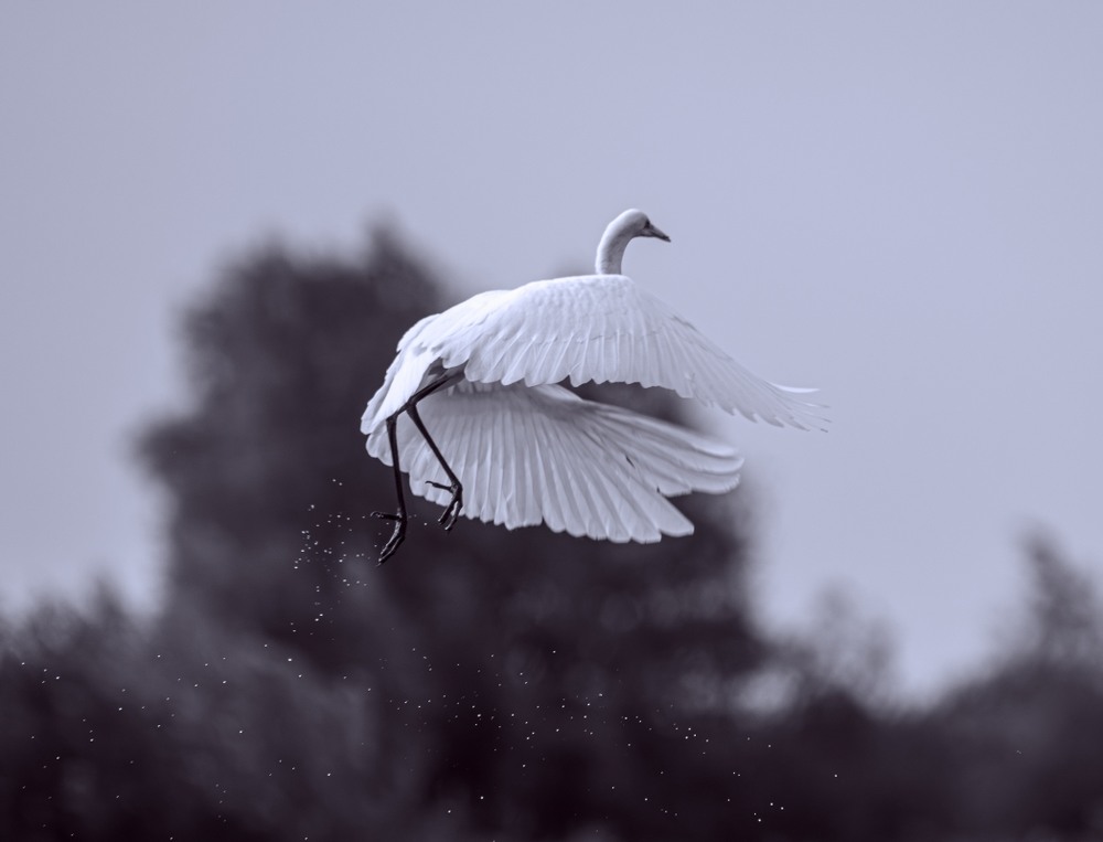 Фотографія Животные / Олександр Ярмошевич / photographers.ua
