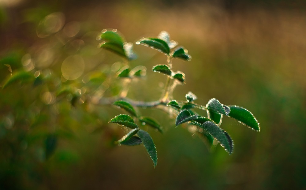 Фотографія Макро / Олександр Ярмошевич / photographers.ua