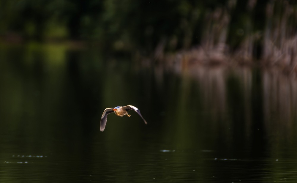 Фотографія Бугайчик … / Олександр Ярмошевич / photographers.ua