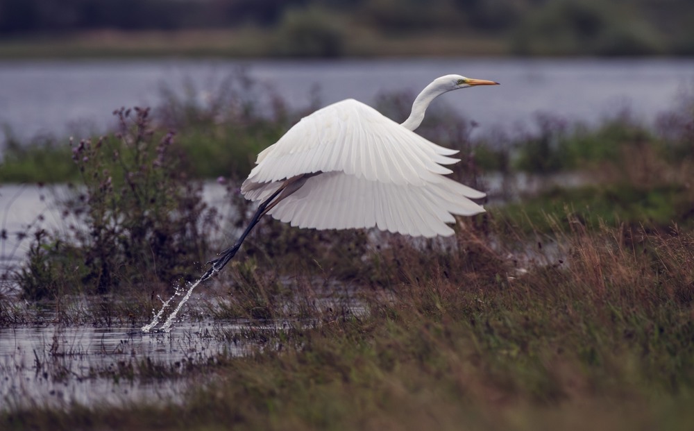 Фотографія Чепура велика / Олександр Ярмошевич / photographers.ua