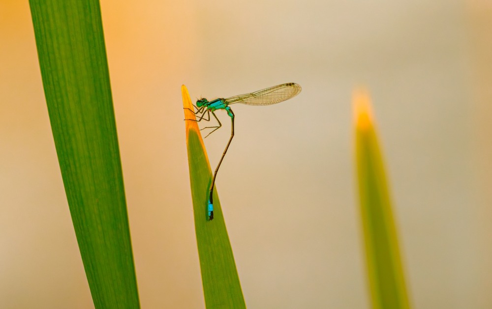 Фотографія Макро / Олександр Ярмошевич / photographers.ua