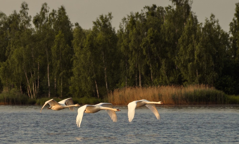 Фотографія Животные / Олександр Ярмошевич / photographers.ua