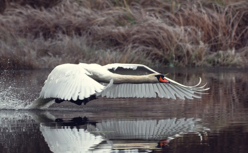 Фотографія Животные / Олександр Ярмошевич / photographers.ua