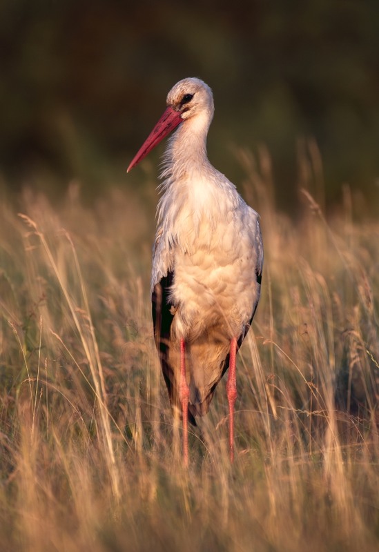 Фотографія Животные / Олександр Ярмошевич / photographers.ua