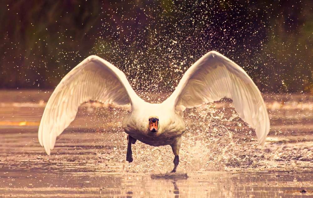 Фотографія Животные / Олександр Ярмошевич / photographers.ua