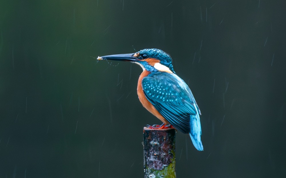 Фотографія Хоч дощик іде, а полювати треба … / Олександр Ярмошевич / photographers.ua