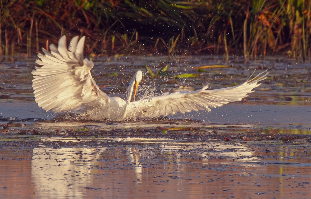 Фотографія Животные / Олександр Ярмошевич / photographers.ua