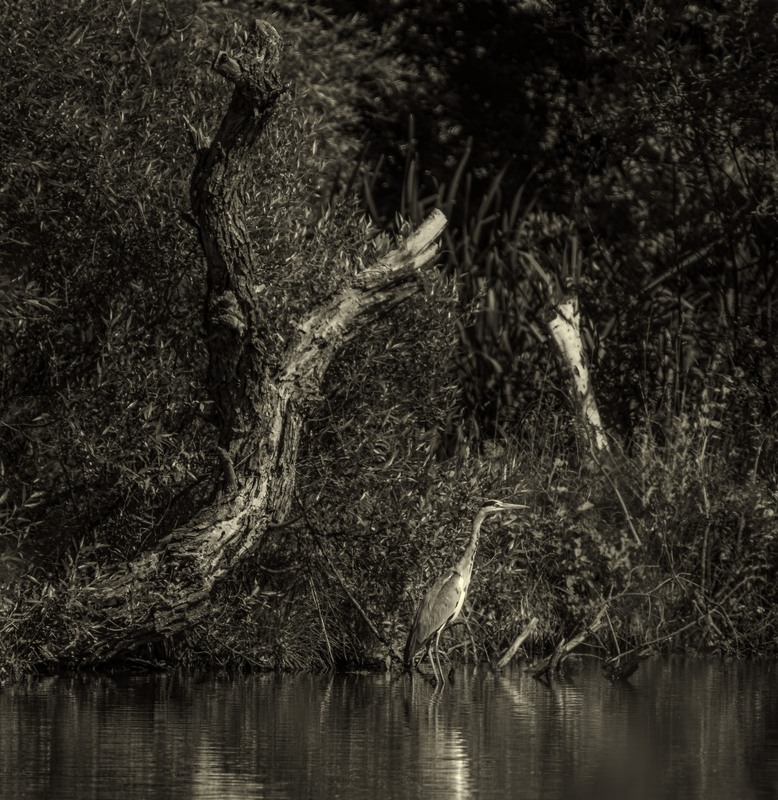 Фотографія Чапля сіра … / Олександр Ярмошевич / photographers.ua