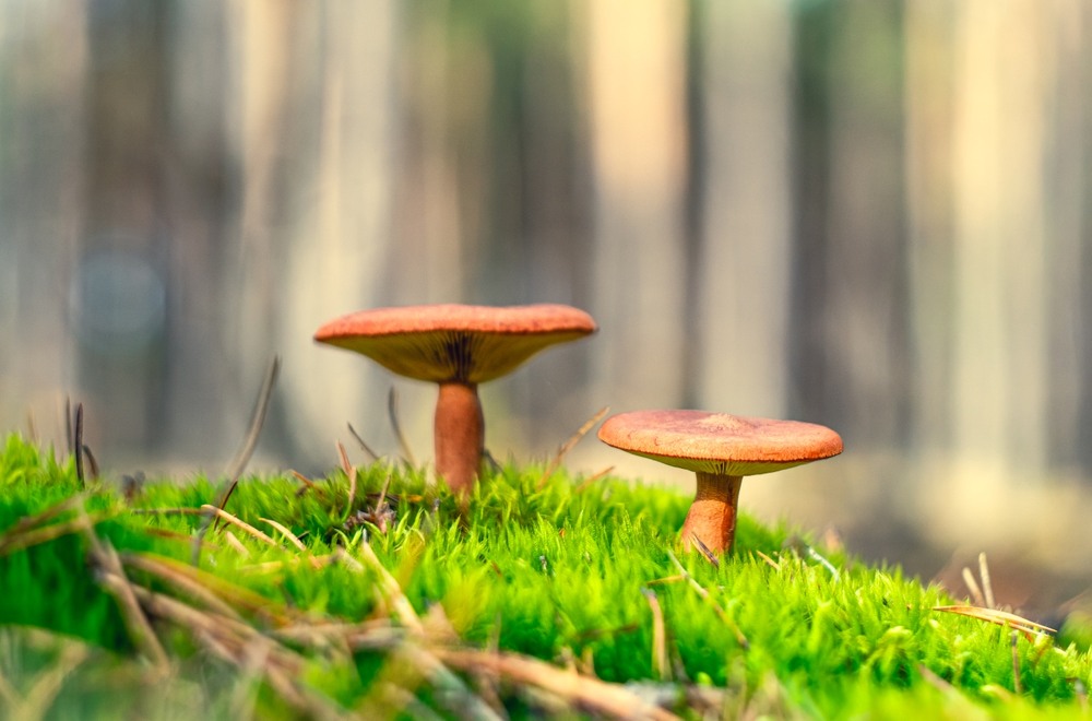 Фотографія ***** / Олександр Ярмошевич / photographers.ua