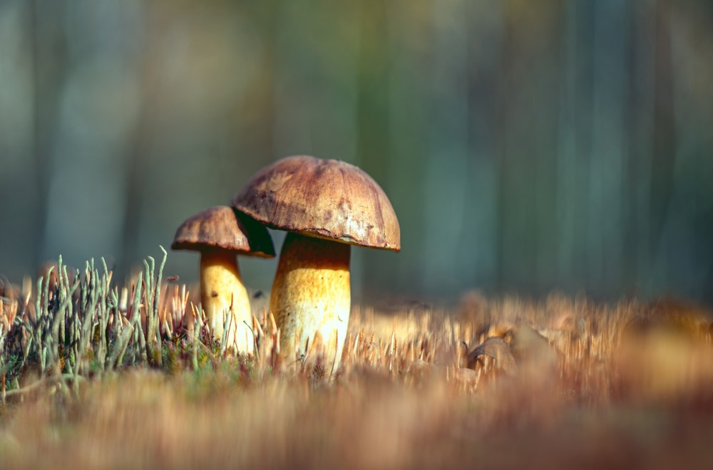 Фотографія Макро / Олександр Ярмошевич / photographers.ua