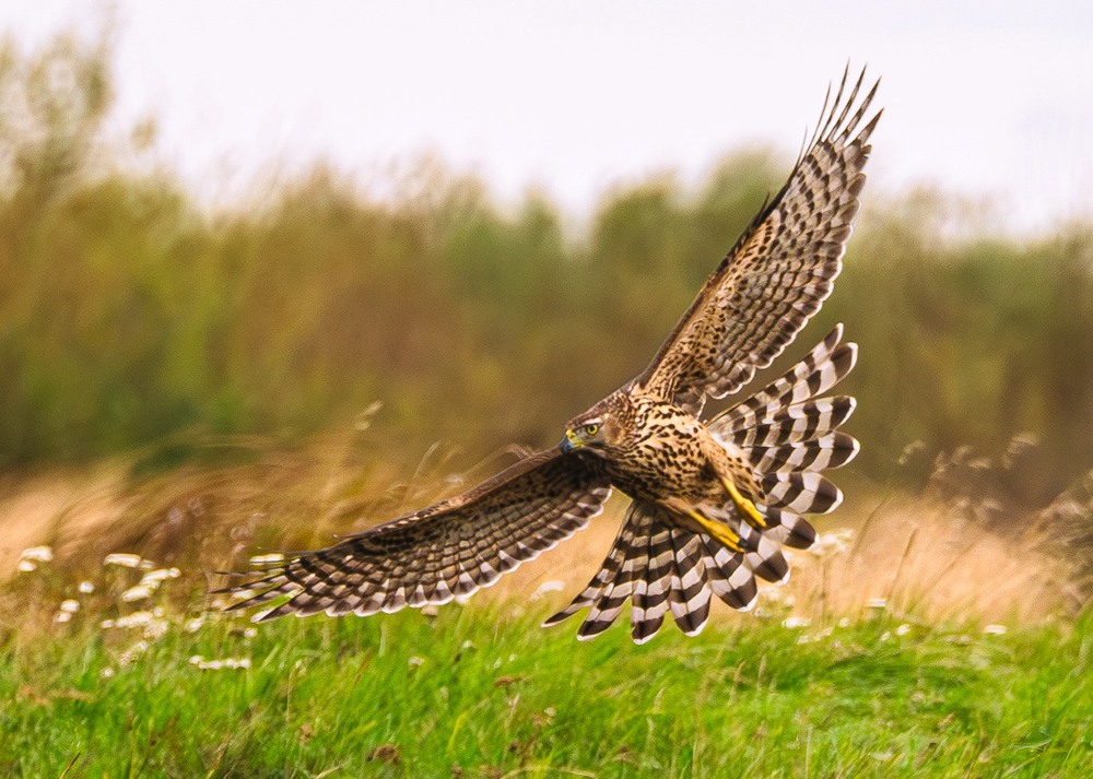 Фотографія Яструб великий … / Олександр Ярмошевич / photographers.ua