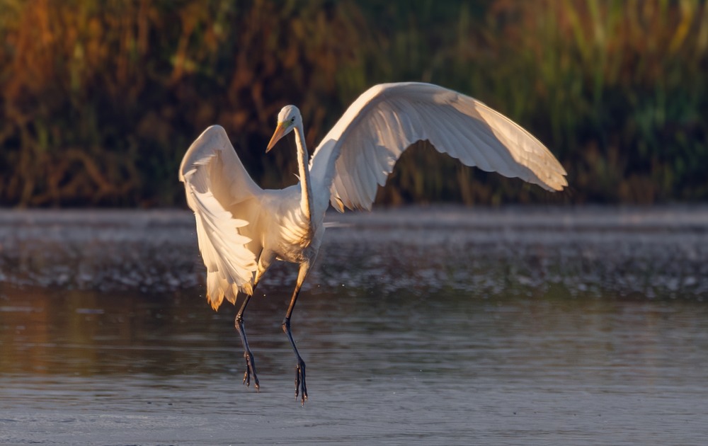 Фотографія Чепура велика… / Олександр Ярмошевич / photographers.ua