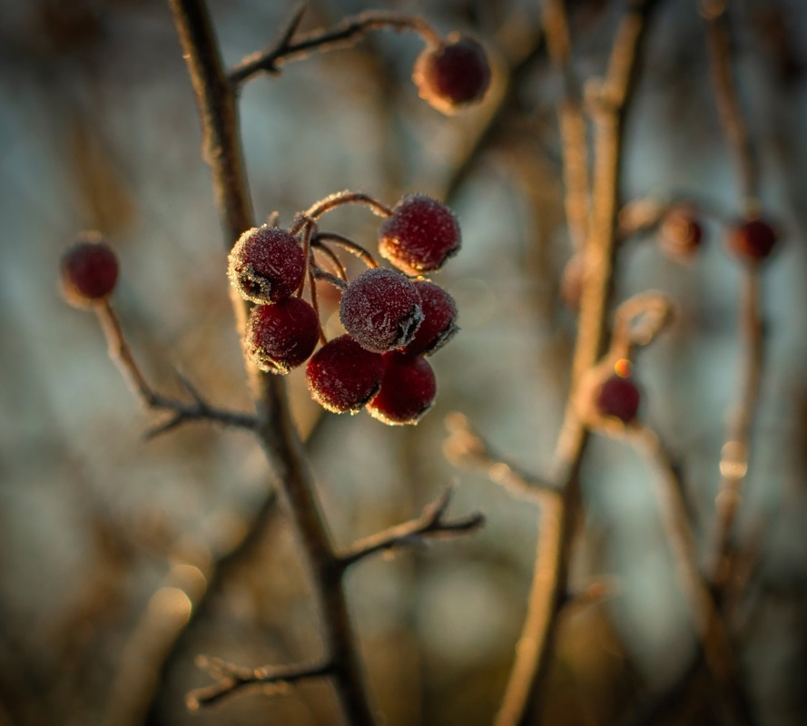Фотографія Макро / Олександр Ярмошевич / photographers.ua
