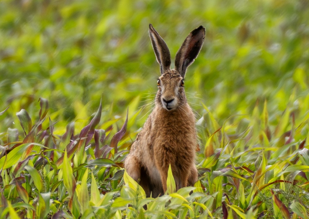 Фотографія Животные / Олександр Ярмошевич / photographers.ua