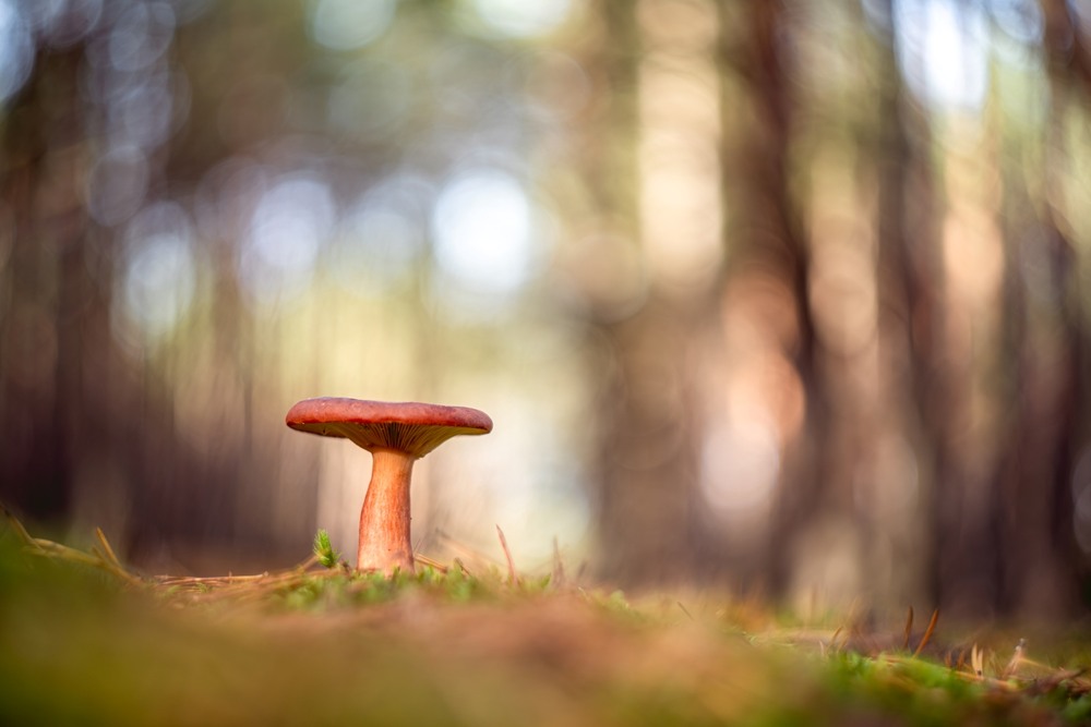 Фотографія Макро / Олександр Ярмошевич / photographers.ua