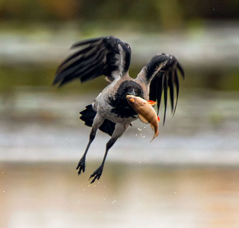 Фотографія Животные / Олександр Ярмошевич / photographers.ua