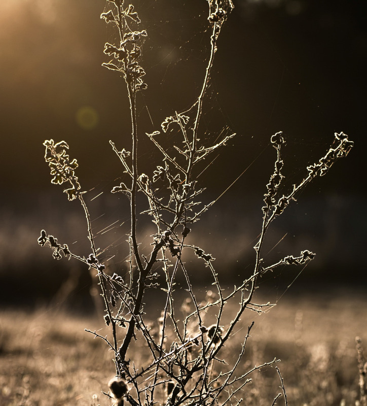 Фотографія ***** / Олександр Ярмошевич / photographers.ua
